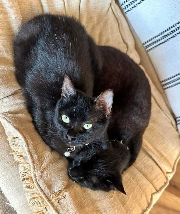 Perki & Gotham (bonded pair F&M), an adoptable Domestic Short Hair Mix in Germansville, PA_image-3