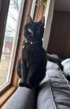 Perki & Gotham (bonded pair F&M)
