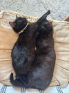 Perki & Gotham (bonded pair F&M)