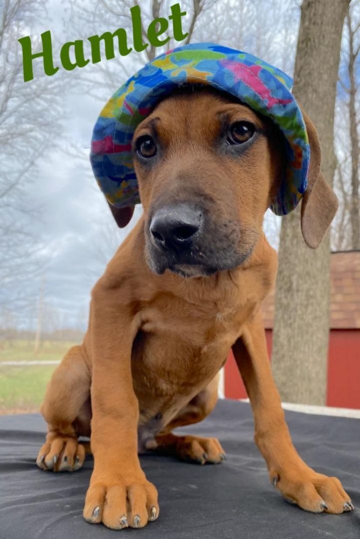 Hamlet *HERE IN NH* 2