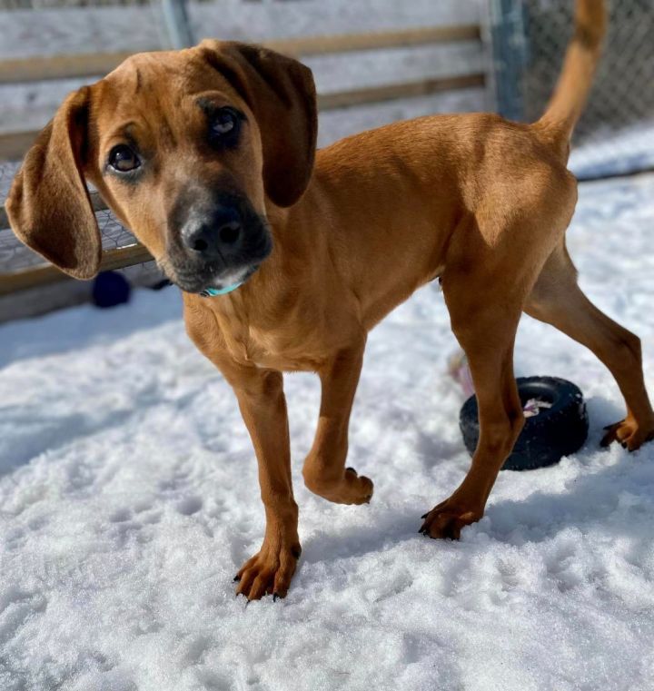 Hamlet *HERE IN NH*, an adoptable Mixed Breed in Northwood, NH_image-1