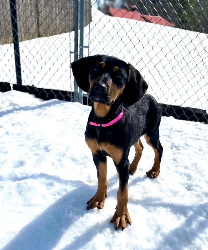 Juliet *HERE IN NH*, an adoptable Mixed Breed in Northwood, NH_image-6