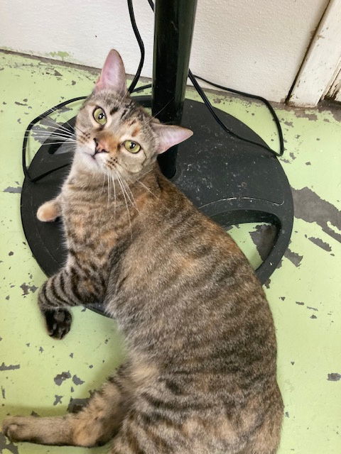 Abbie, an adoptable Tabby, Maine Coon in Jackson, MS, 39213 | Photo Image 1