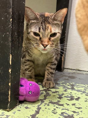 Abbie, an adoptable Tabby, Domestic Short Hair in Jackson, MS, 39213 | Photo Image 2