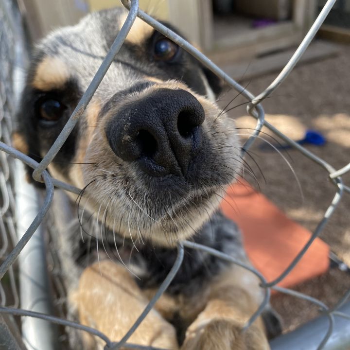 Dog for adoption - Desperado, an AWESOME Boy! Read his story!, an  Australian Cattle Dog / Blue Heeler & Cattle Dog Mix in Cambridge, MA |  Petfinder