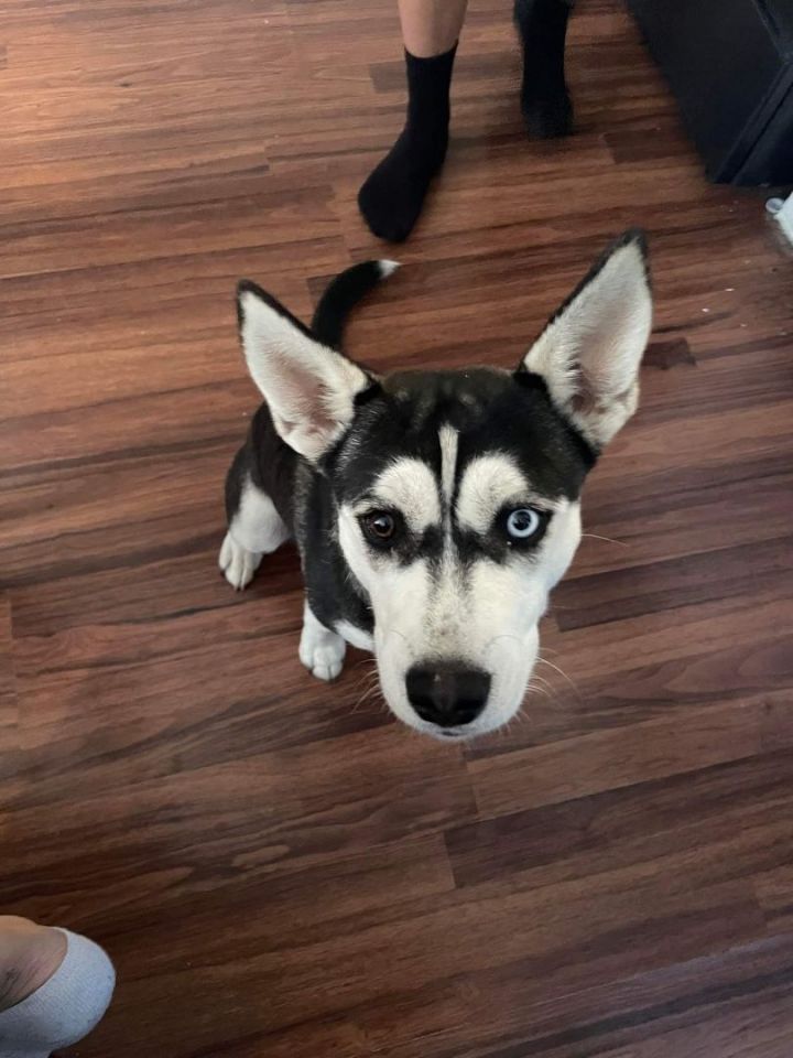 Bella, an adoptable Siberian Husky Mix in San Angelo, TX_image-1