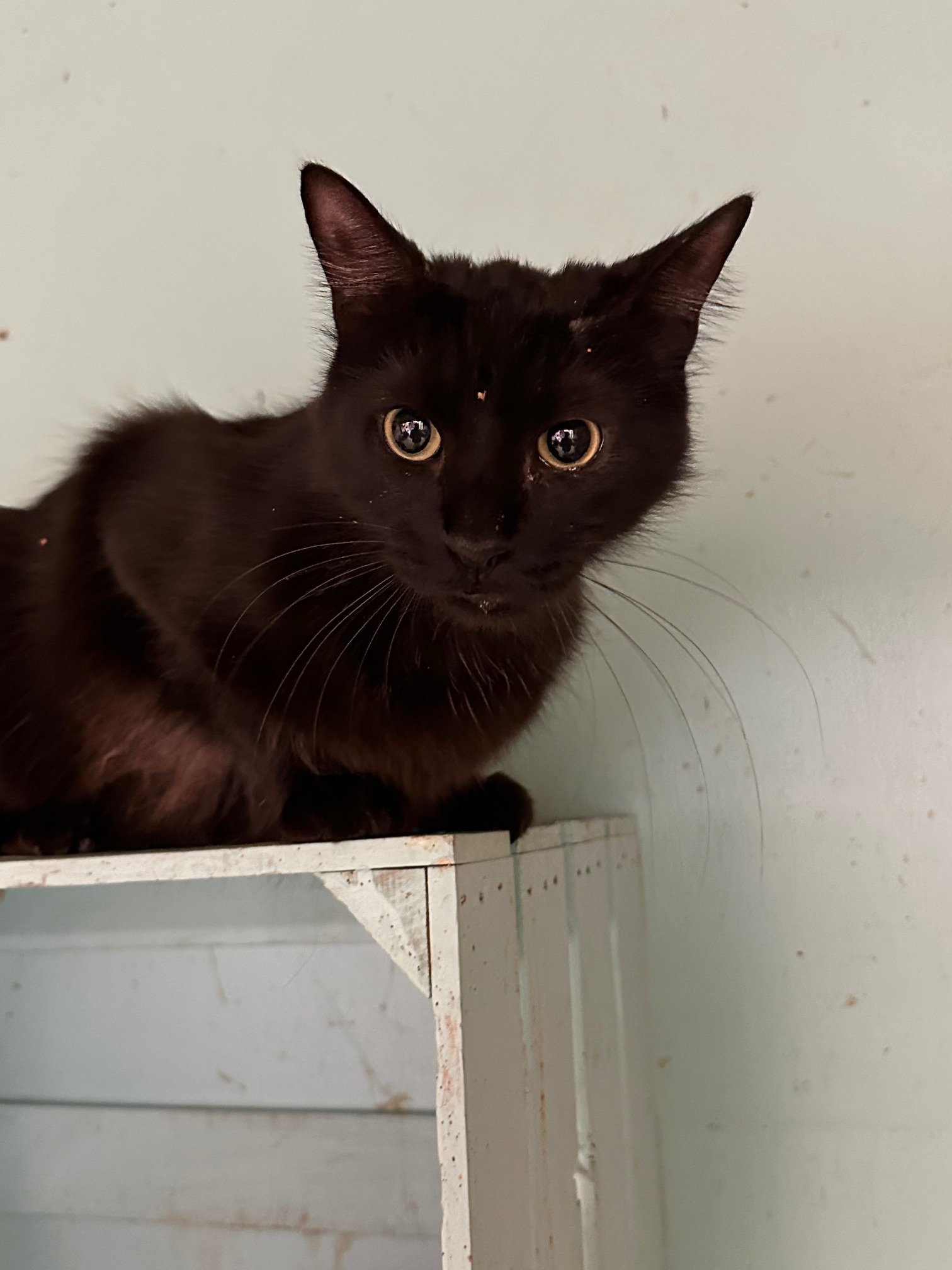 Alley, an adoptable Domestic Long Hair in Jackson, MS, 39213 | Photo Image 1