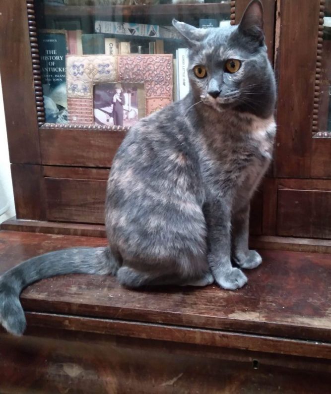 MiYo