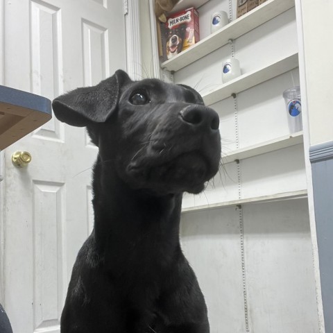 Jimbo, an adoptable Labrador Retriever Mix in Patterson, NY_image-5