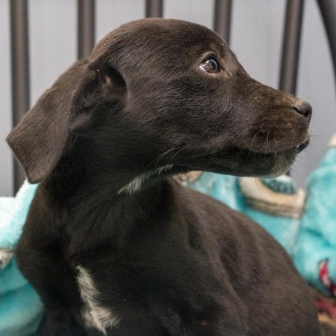 Joby, an adoptable Labrador Retriever Mix in Patterson, NY_image-5