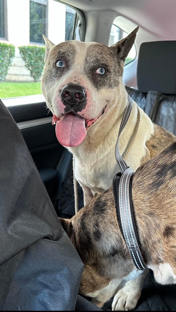 Bull terrier catahoula store mix