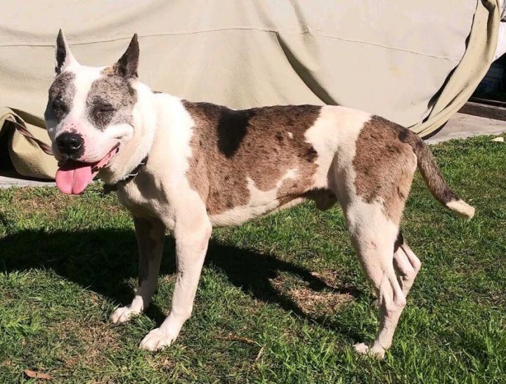 Catahoula store bull terrier