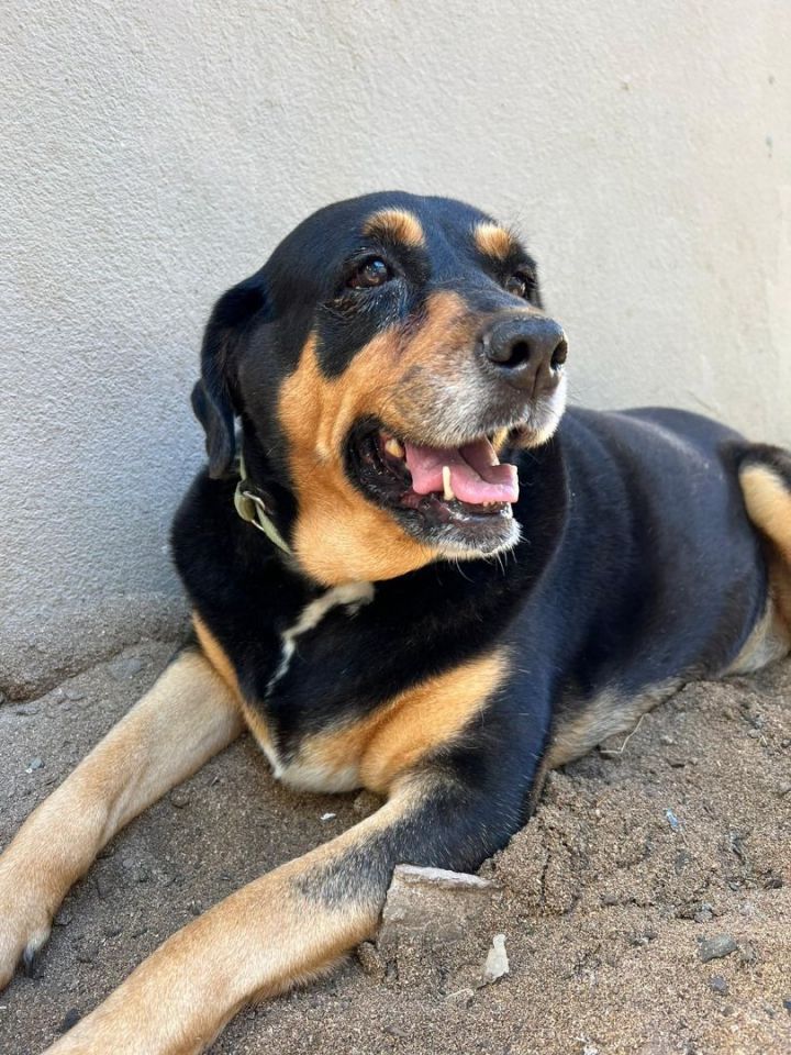 Perla, an adoptable Rottweiler Mix in Loiza, PR_image-1