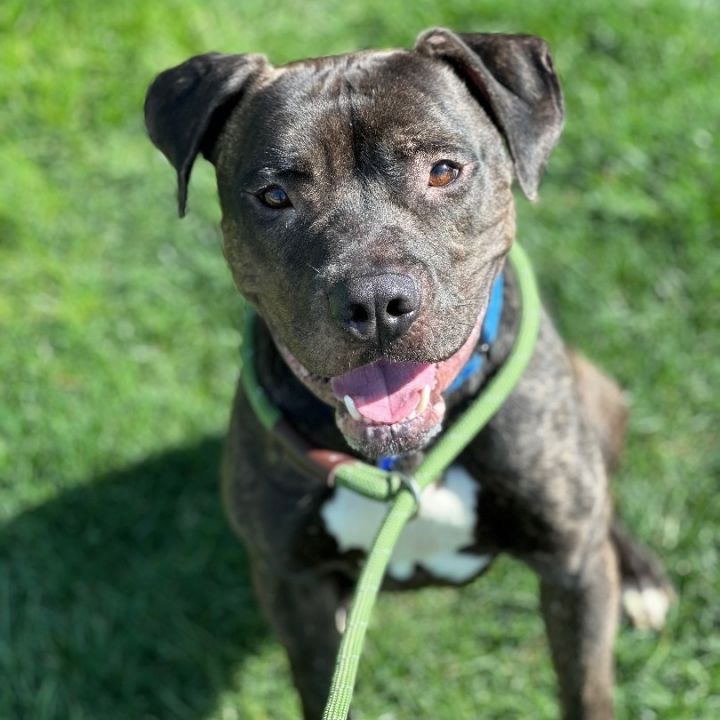 Cane corso mixed hot sale with pitbull puppies