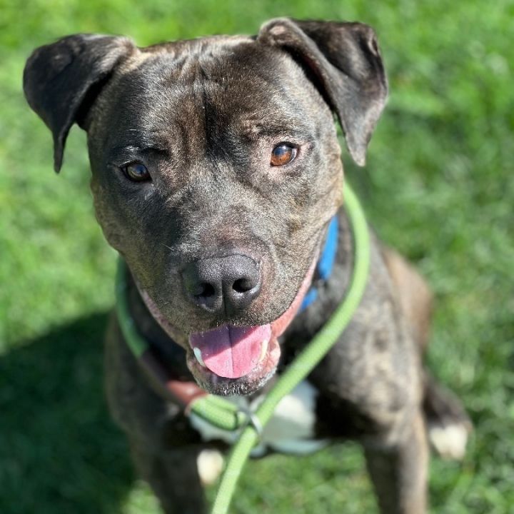 Cane corso pitbull store mix