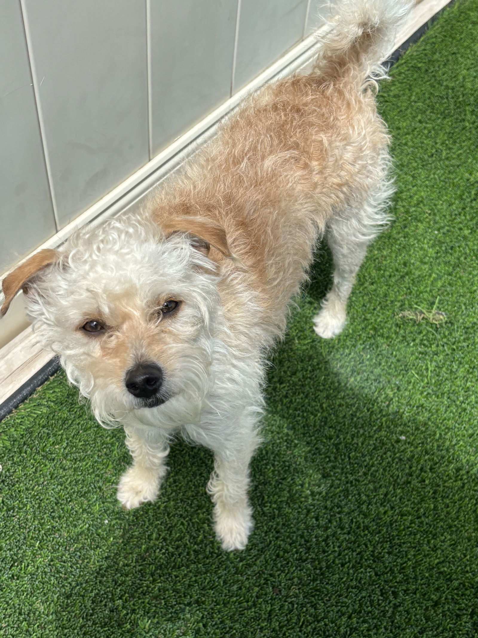 Ricky, an adoptable Terrier in Cedar Rapids, IA, 52405 | Photo Image 1
