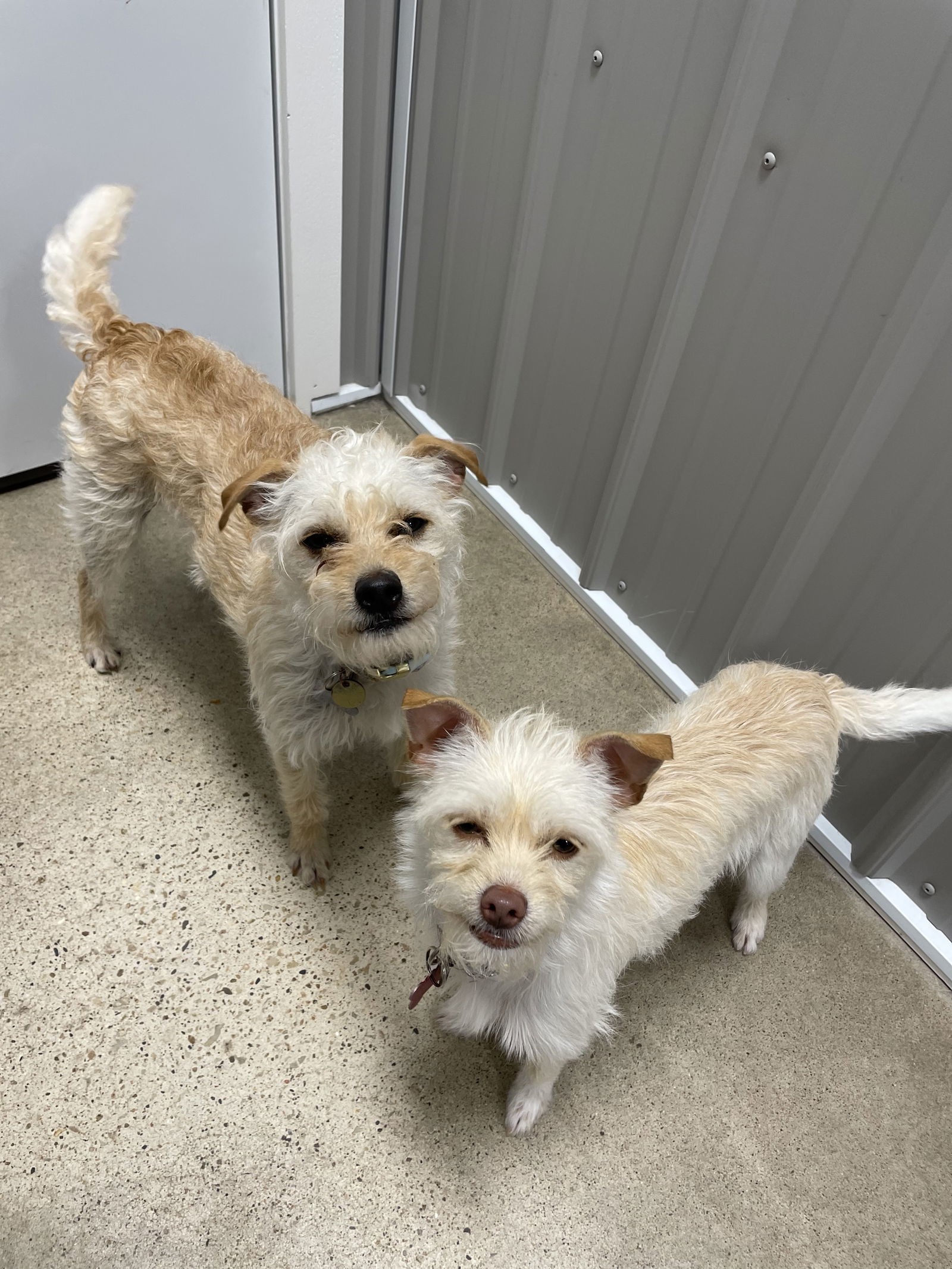 Ricky & Luna, an adoptable Terrier in Cedar Rapids, IA, 52405 | Photo Image 2