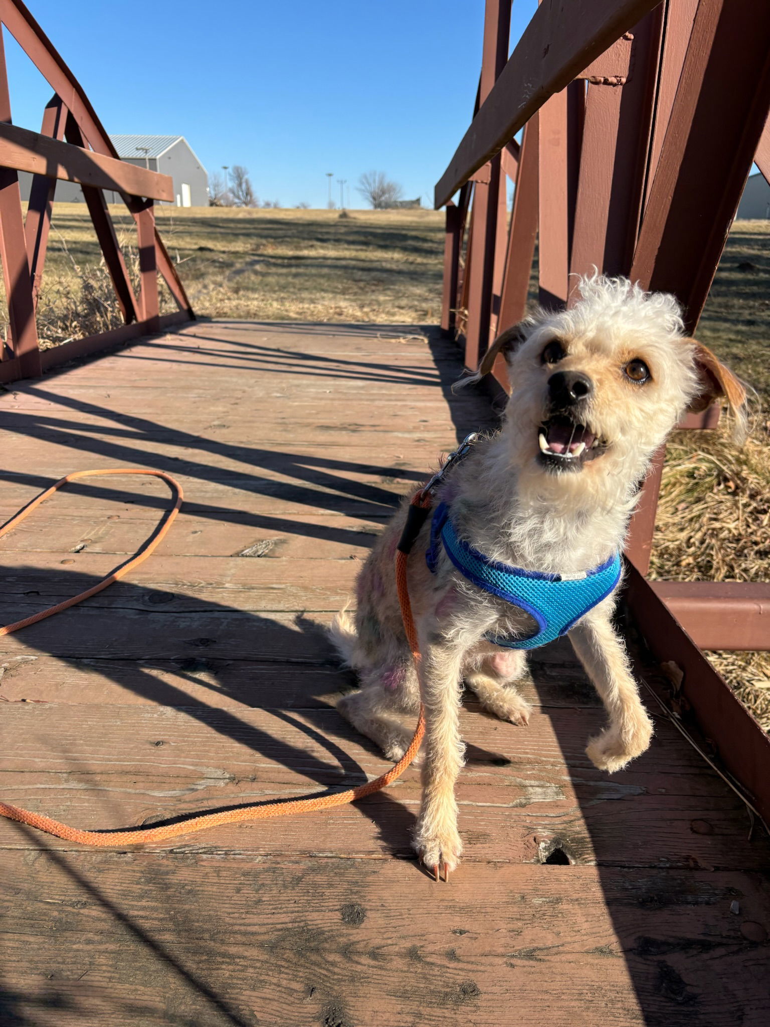 Ricky, an adoptable Terrier in Cedar Rapids, IA, 52405 | Photo Image 2