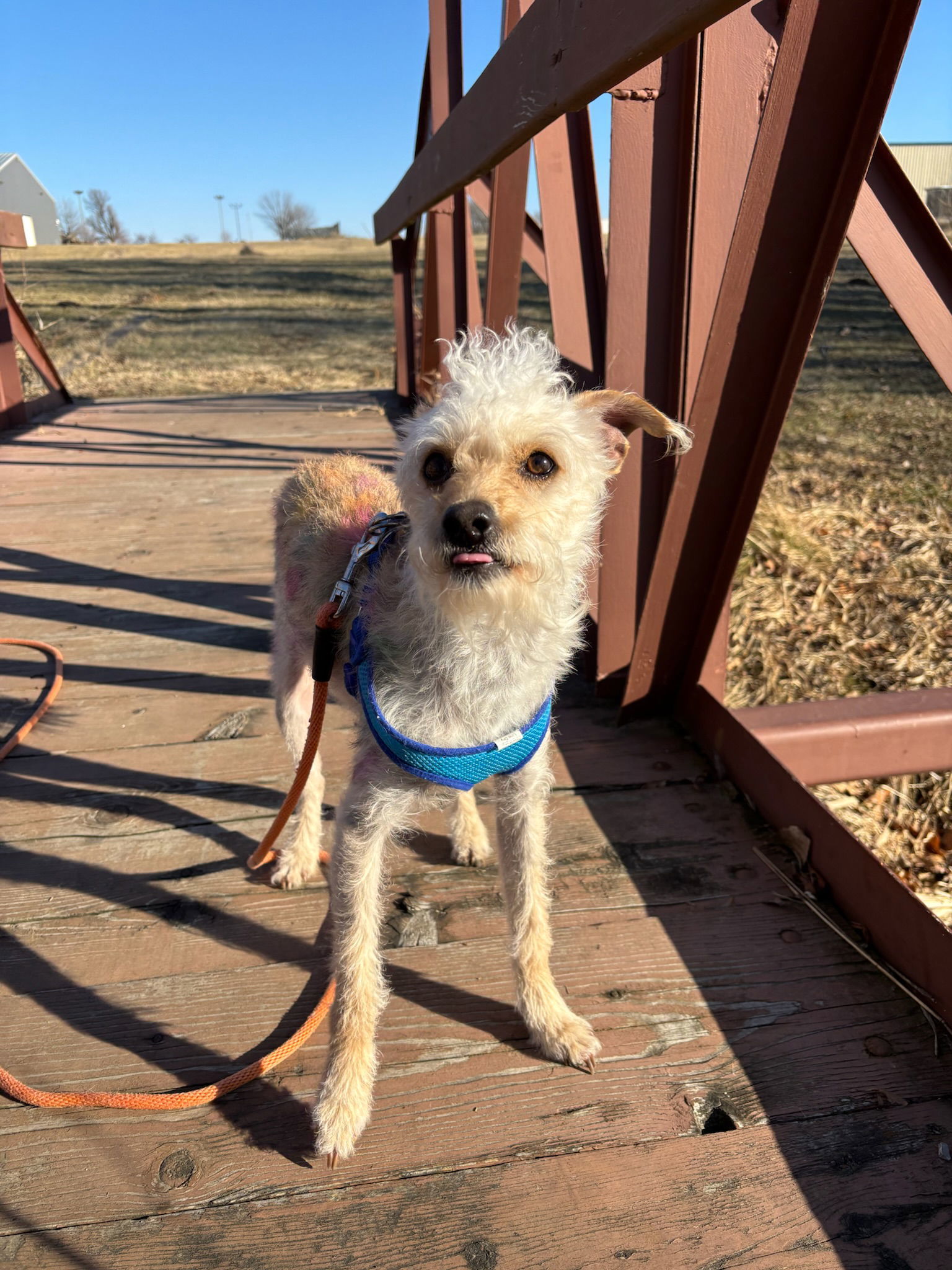 Ricky, an adoptable Terrier in Cedar Rapids, IA, 52405 | Photo Image 2