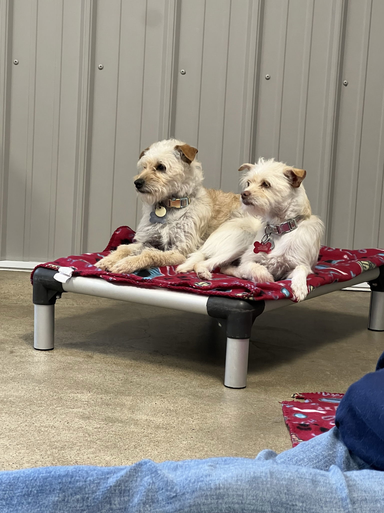 Ricky & Luna, an adoptable Terrier in Cedar Rapids, IA, 52405 | Photo Image 3