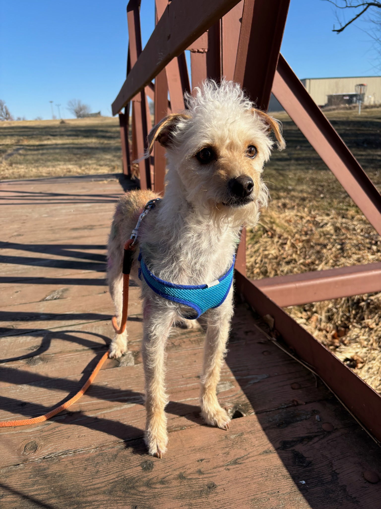 Ricky, an adoptable Terrier in Cedar Rapids, IA, 52405 | Photo Image 3