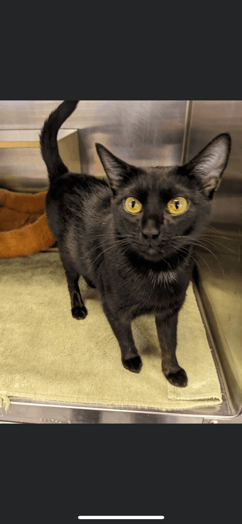 Miss Pris, an adopted Domestic Short Hair Mix in Omaha, NE_image-2