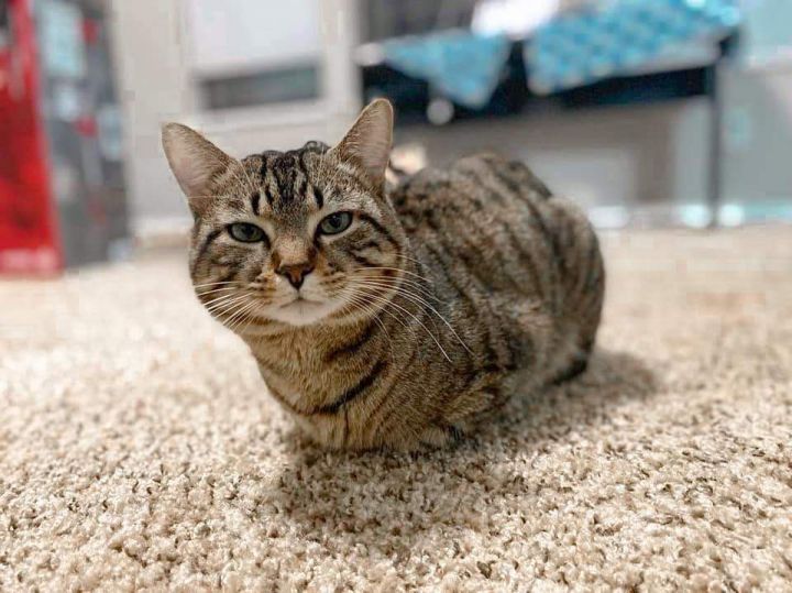 Maomao, an adopted Tabby in Manhattan, KS_image-4