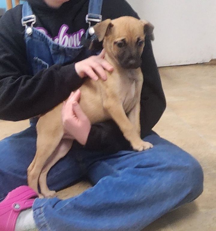 Puglsey 4
