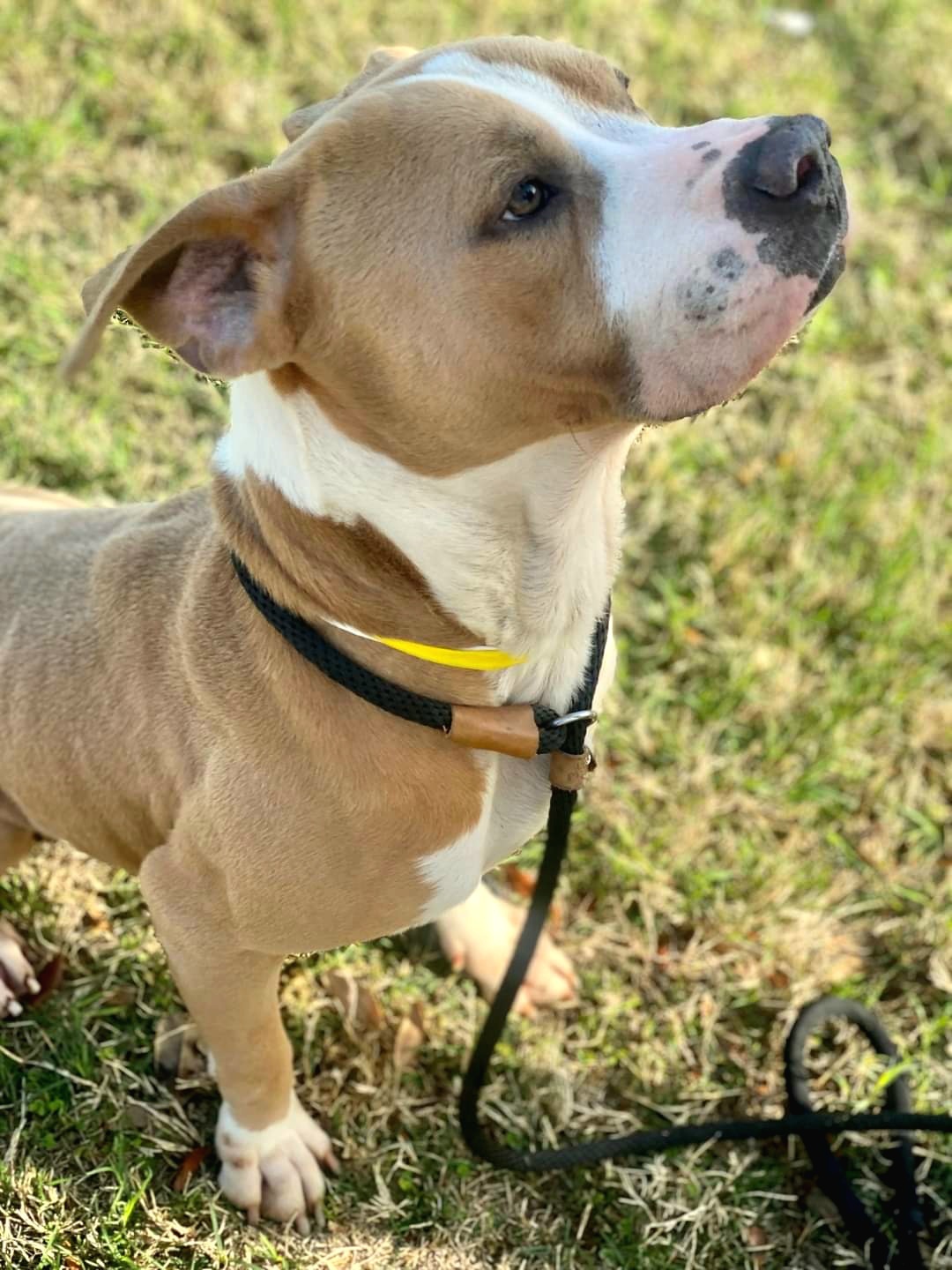 Otis, an adoptable Pit Bull Terrier in Arlee, MT, 59821 | Photo Image 2