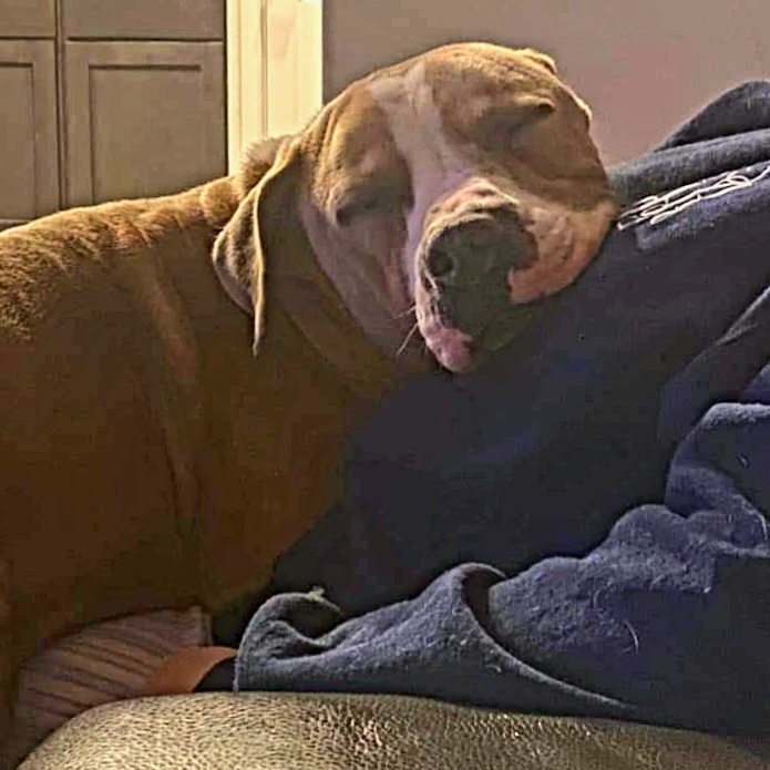 Otis, an adoptable Pit Bull Terrier in Arlee, MT, 59821 | Photo Image 3