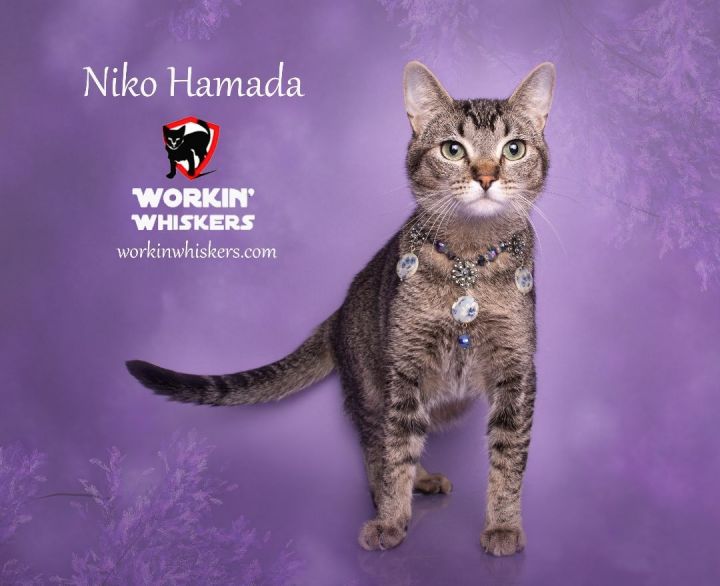 NIKO HAMADA 3