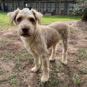 Toby is a 40-pound Wheaten Terrier mix who is searching for his forever home At 45 years old he c
