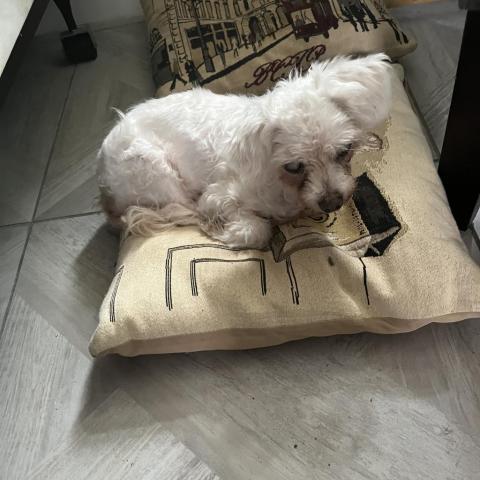 Lucy (Dallas), an adoptable Maltese in Murphy, TX, 75094 | Photo Image 2