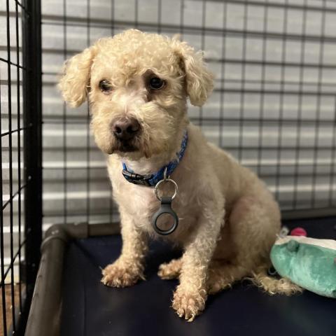 Bowser, an adoptable Poodle in Houston, TX, 77006 | Photo Image 1