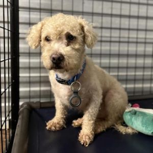 Bowser is a 5 year old 19 pound poodle who was transferred from Harris County A