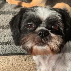 Astra is a sweet and loving Shih Tzu that was rescued from the Palm Valley Animal Shelter because of