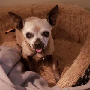 Tiny little Yoshi Billy is looking for his furever home He very sweet is a 6 pound 15yo chihuahua