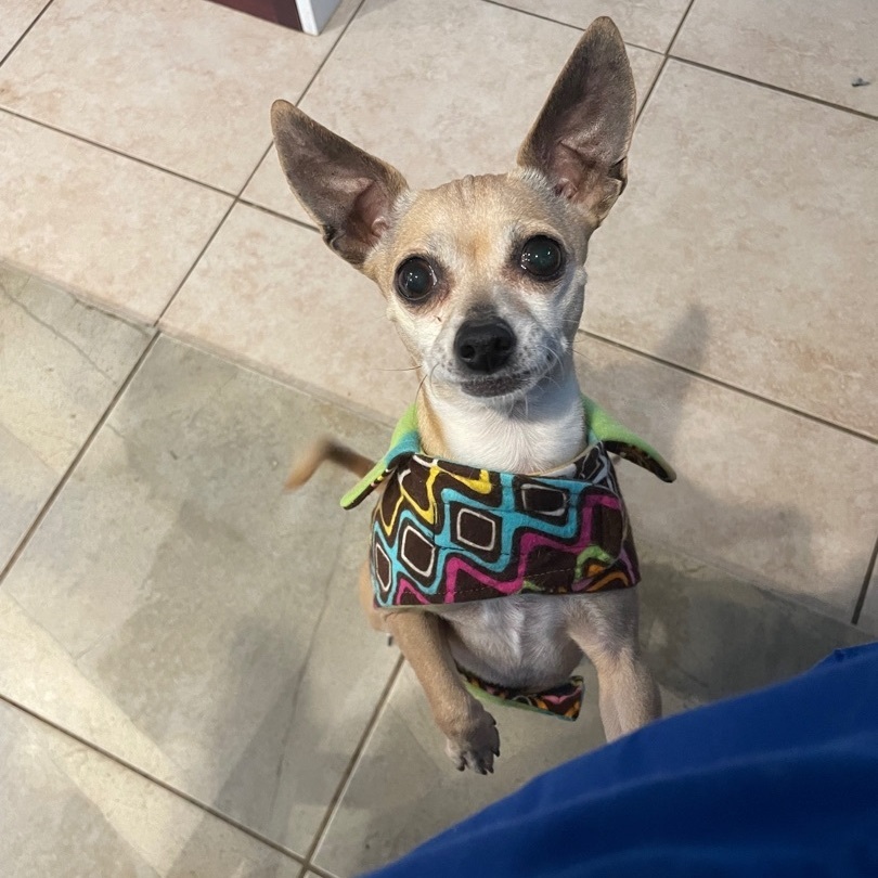 Dog for adoption - Magical Muneca , a Chihuahua in Randolph, MA | Petfinder