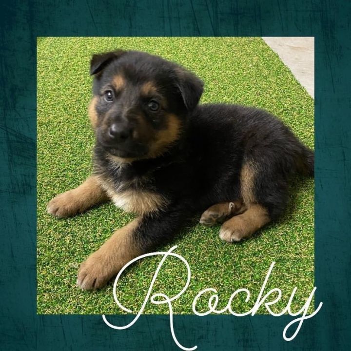 Rocky, an adoptable German Shepherd Dog Mix in Salina, OK_image-2
