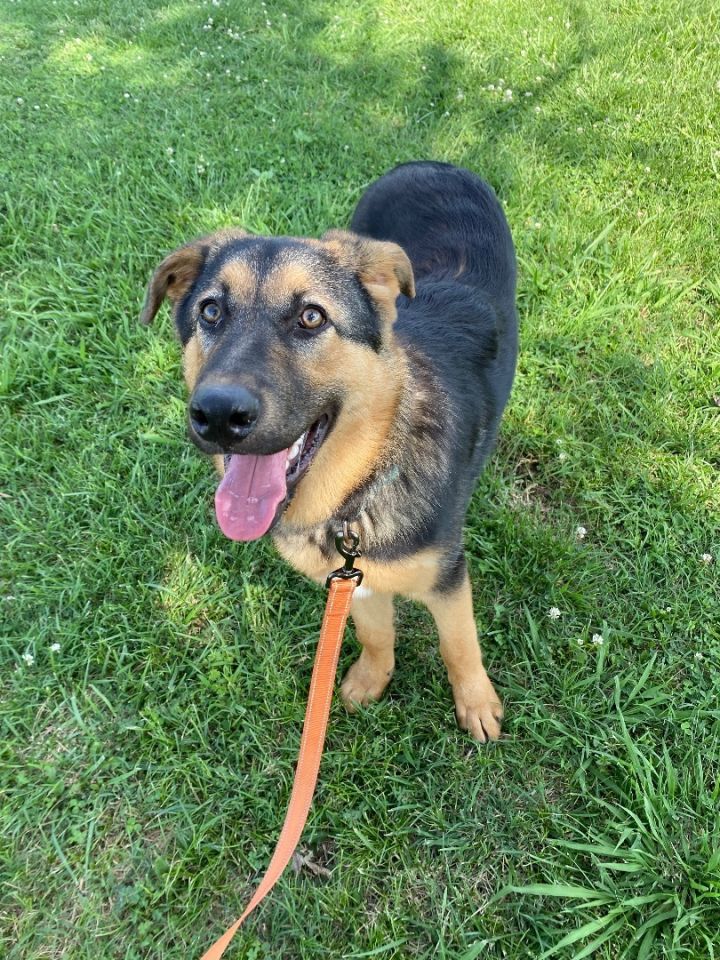 Rocky, an adoptable German Shepherd Dog Mix in Salina, OK_image-4