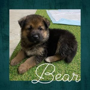 Dog for adoption - Bear, a German Shepherd Dog Mix in Salina, OK | Petfinder