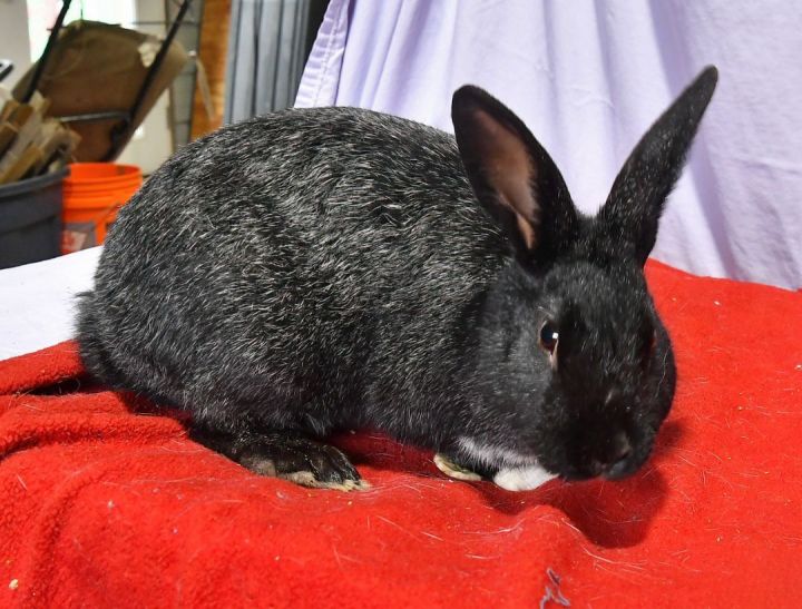 Radiant, an adoptable Bunny Rabbit in East Syracuse, NY_image-1