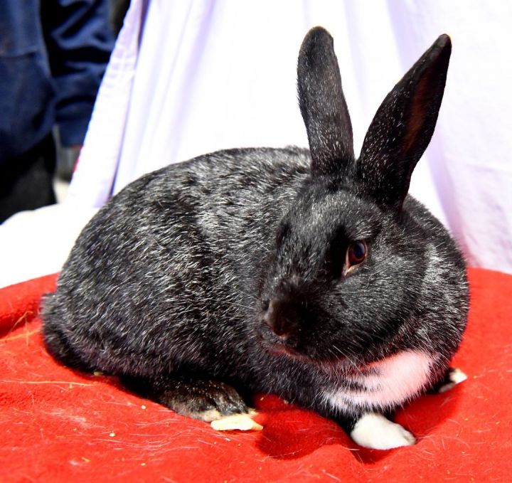 Radiant, an adoptable Bunny Rabbit in East Syracuse, NY_image-3