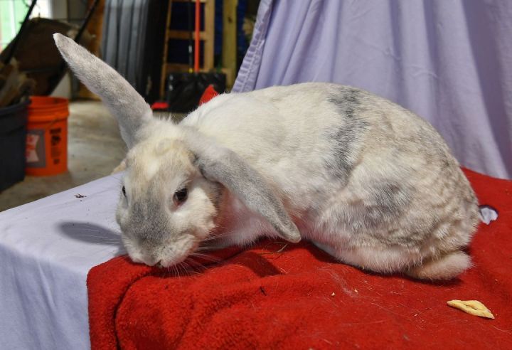 Mercy, an adoptable French Lop & American Mix in East Syracuse, NY_image-1