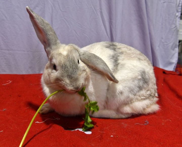 Mercy, an adoptable French Lop & American Mix in East Syracuse, NY_image-2