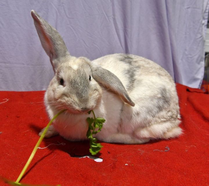 Mercy, an adoptable French Lop & American Mix in East Syracuse, NY_image-3