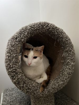 Mimi Calico Cat