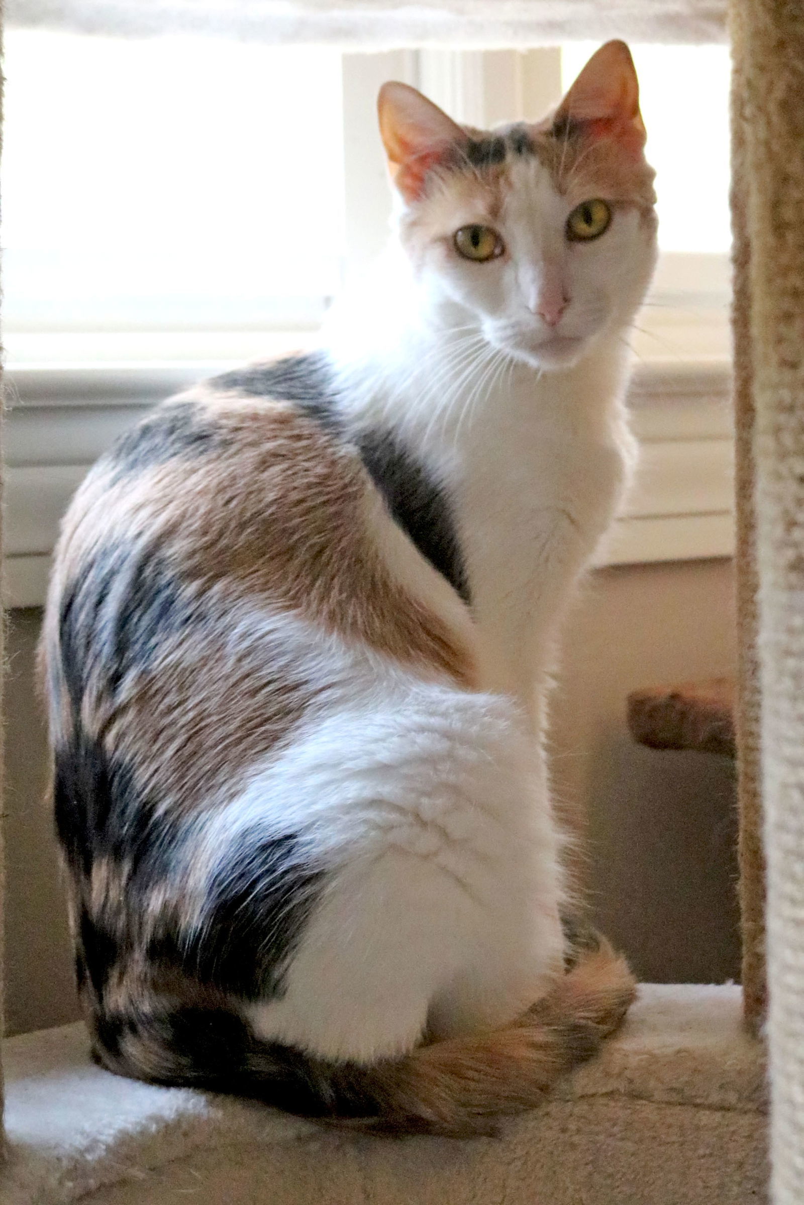 Mimi, an adoptable Calico, Domestic Short Hair in Buford, GA, 30518 | Photo Image 1