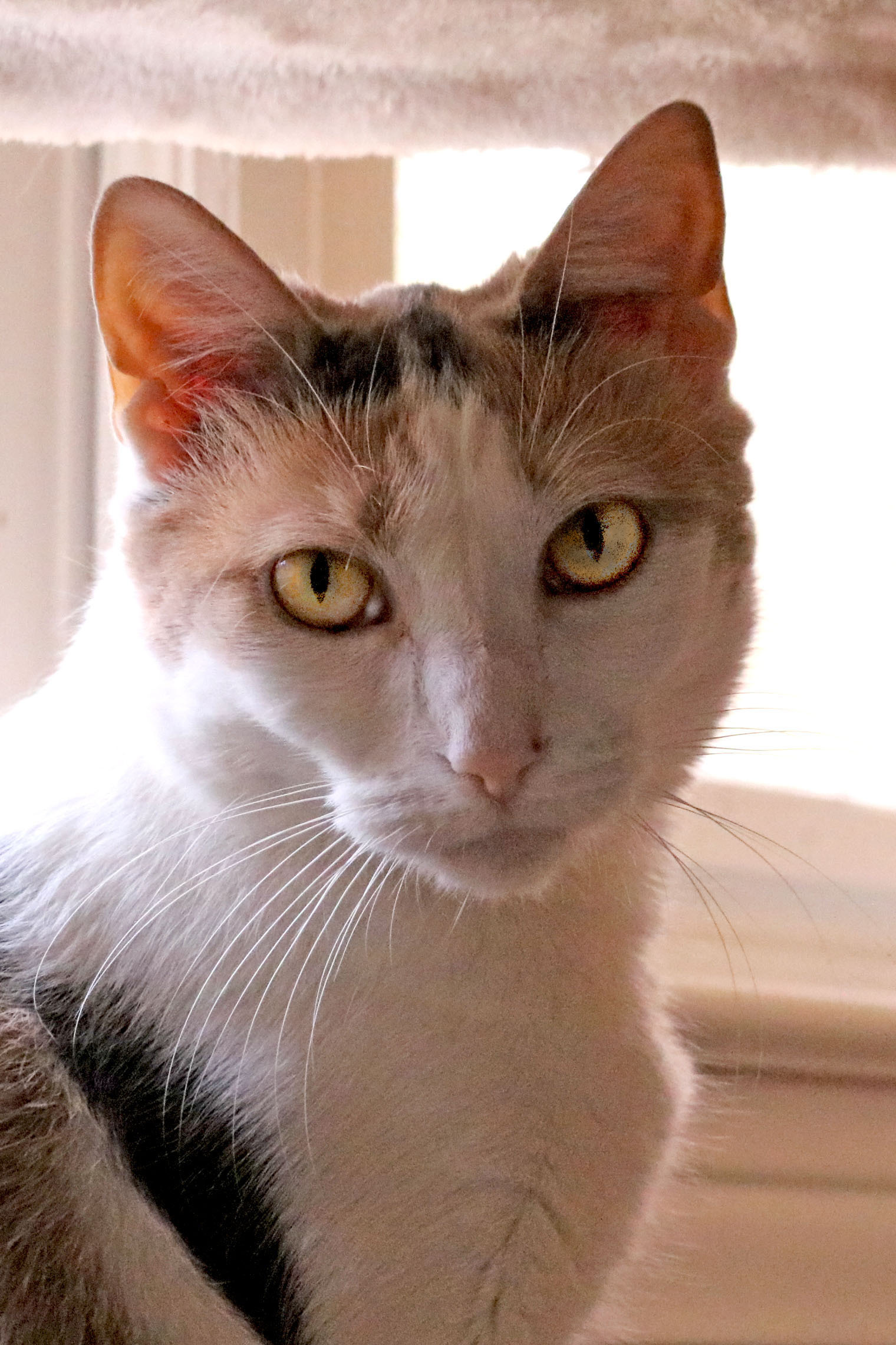 Mimi, an adoptable Calico, Domestic Short Hair in Buford, GA, 30518 | Photo Image 2