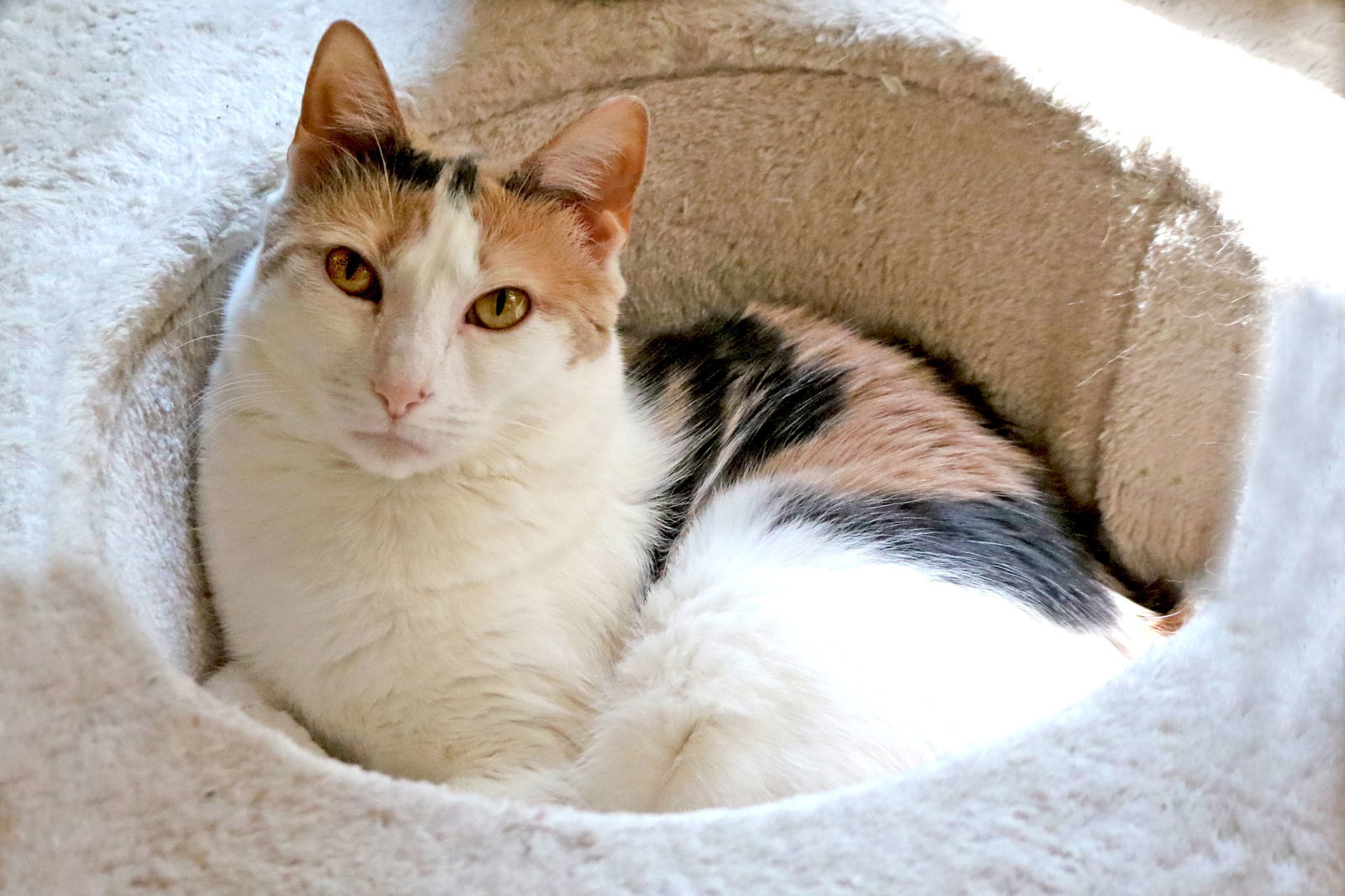 Mimi, an adoptable Calico, Domestic Short Hair in Buford, GA, 30518 | Photo Image 3
